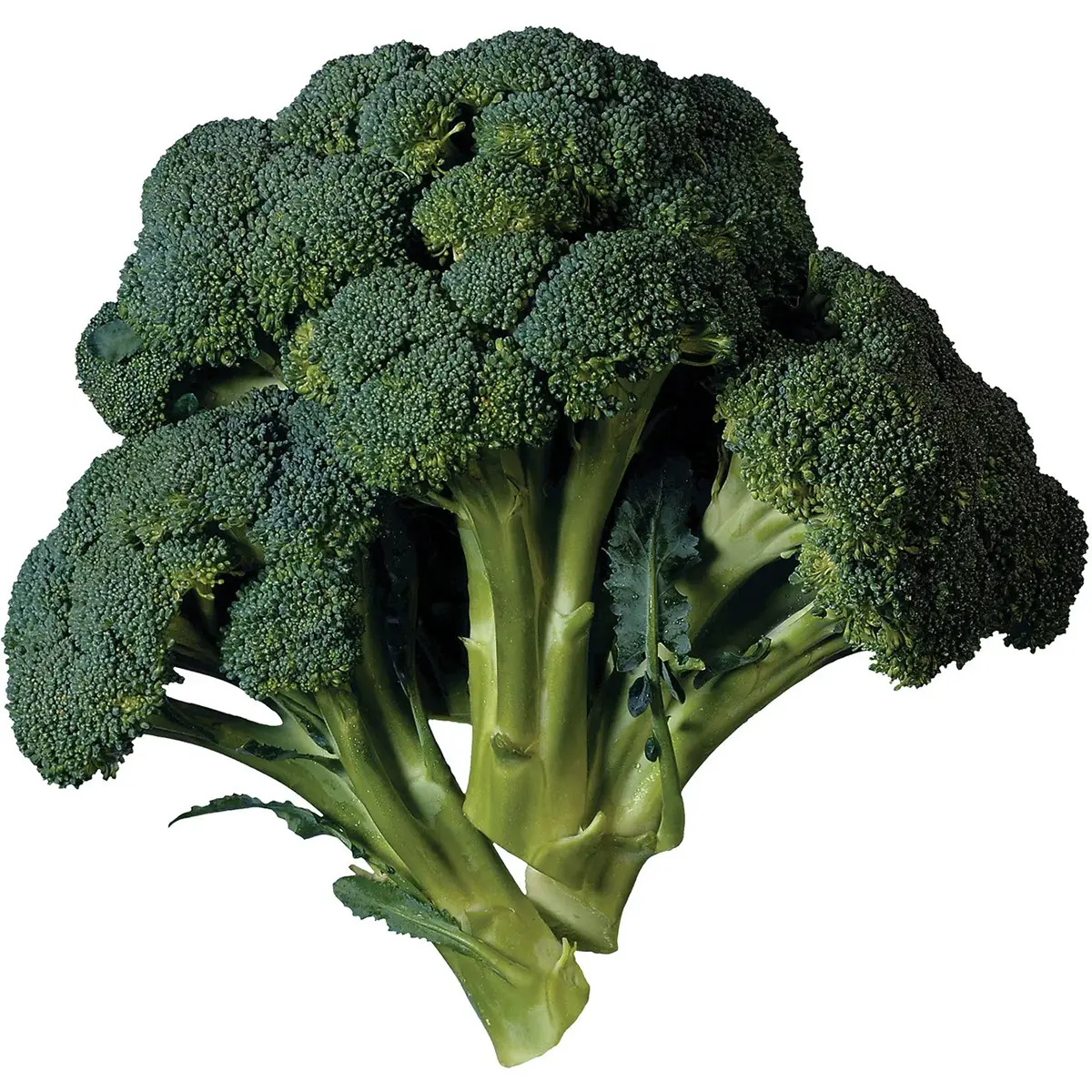 Broccoli Broccoli