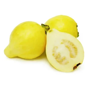 Guava