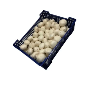 Mushroom Box – White (Approx. 3kg)