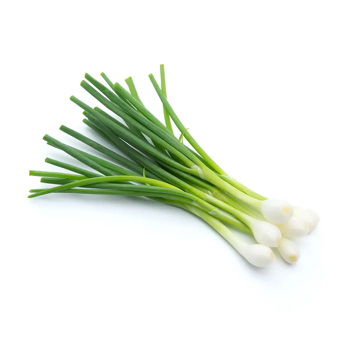 Spring Onion Spring Onion