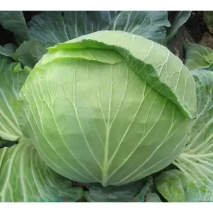 White Cabbage (Mahshi)