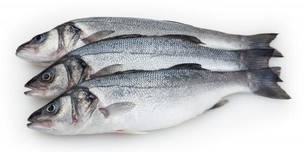 Sea Bass